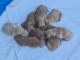 Golden Retriever Puppies for sale in Morehead, KY 40351, USA. price: $500
