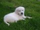 Golden Retriever Puppies for sale in Strasburg, PA 17579, USA. price: $400