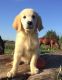 Golden Retriever Puppies for sale in Baltimore, MD, USA. price: $500