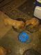Golden Retriever Puppies for sale in KY-146, Crestwood, KY 40014, USA. price: NA