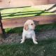Golden Retriever Puppies for sale in Canton, OH, USA. price: $525