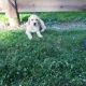 Golden Retriever Puppies for sale in Canton, OH, USA. price: $525