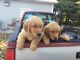 Golden Retriever Puppies for sale in Irwin, OH, USA. price: NA