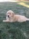 Golden Retriever Puppies for sale in Wooster, OH 44691, USA. price: NA