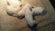 Golden Retriever Puppies for sale in Galion, OH 44833, USA. price: $1,200