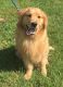 Golden Retriever Puppies for sale in Canton, OH, USA. price: $500