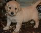 Golden Retriever Puppies for sale in Valencia, Santa Clarita, CA 91354, USA. price: NA