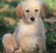 Golden Retriever Puppies for sale in Scottdale, GA, USA. price: NA