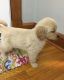 Golden Retriever Puppies for sale in Middletown, NY 10940, USA. price: NA