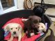Golden Retriever Puppies for sale in Central Park West, New York, NY, USA. price: NA