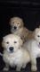 Golden Retriever Puppies for sale in Geneva, OH 44041, USA. price: NA