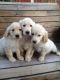 Golden Retriever Puppies for sale in Geneva, OH 44041, USA. price: NA