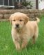 Golden Retriever Puppies for sale in Darlington, WI 53530, USA. price: NA