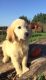 Golden Retriever Puppies for sale in Lexington, KY, USA. price: NA