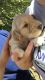 Golden Retriever Puppies for sale in Mt Olive, NC 28365, USA. price: NA