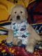 Golden Retriever Puppies for sale in North Judson, IN 46366, USA. price: NA