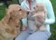 Golden Retriever Puppies for sale in 6115 Rd, Montrose, CO 81401, USA. price: NA