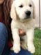 Golden Retriever Puppies for sale in Wonderland Ave NW, Clinton, OH 44216, USA. price: NA