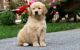 Golden Retriever Puppies for sale in Panacea, FL 32346, USA. price: NA