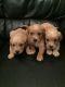 Golden Retriever Puppies for sale in Belton Honea Path Hwy, Belton, SC 29627, USA. price: $500