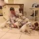 Golden Retriever Puppies for sale in Florida City, FL, USA. price: NA