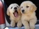 Golden Retriever Puppies for sale in Napa River Trail, Napa, CA 94558, USA. price: NA