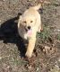 Golden Retriever Puppies for sale in Manilla, IN 46150, USA. price: NA