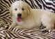 Golden Retriever Puppies for sale in Mooreville, MS 38857, USA. price: $500