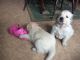Golden Retriever Puppies for sale in Highland Lakes Rd, Highland Lakes, NJ 07422, USA. price: NA
