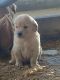 Golden Retriever Puppies for sale in Sabina, OH 45169, USA. price: $550