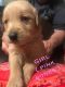 Golden Retriever Puppies for sale in Langley, OK, USA. price: NA