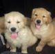 Golden Retriever Puppies for sale in CA-1, Los Angeles, CA, USA. price: NA
