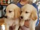 Golden Retriever Puppies for sale in Orange Park Northway, Orange Park, FL 32073, USA. price: $500