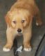 Golden Retriever Puppies for sale in Copperas Cove, TX 76522, USA. price: $200