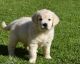 Golden Retriever Puppies for sale in Highland Lakes Rd, Highland Lakes, NJ 07422, USA. price: NA