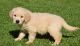 Golden Retriever Puppies for sale in Belton Honea Path Hwy, Belton, SC 29627, USA. price: $500
