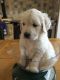 Golden Retriever Puppies for sale in W Spring St, Spring Hill, KS 66083, USA. price: NA