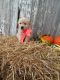 Golden Retriever Puppies for sale in Fredericksburg, OH 44627, USA. price: NA
