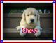 Golden Retriever Puppies for sale in Canton, OH, USA. price: NA