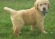 Golden Retriever Puppies for sale in Kenduskeag, ME 04450, USA. price: $500