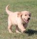 Golden Retriever Puppies for sale in Crystal City, MO, USA. price: NA
