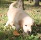 Golden Retriever Puppies for sale in Grace City, ND 58445, USA. price: NA