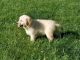 Golden Retriever Puppies for sale in Warwick, RI, USA. price: NA
