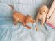 Golden Retriever Puppies for sale in Irvine, CA, USA. price: $400