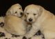 Golden Retriever Puppies for sale in Orange Park Northway, Orange Park, FL 32073, USA. price: $350