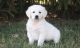 Golden Retriever Puppies for sale in Gillette, WY, USA. price: NA