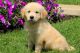 Golden Retriever Puppies for sale in Panacea, FL 32346, USA. price: NA