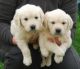 Golden Retriever Puppies for sale in Wichita, KS 67226, USA. price: NA