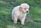 Golden Retriever Puppies for sale in Salt Lake City, UT 84150, USA. price: $400