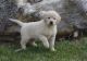 Golden Retriever Puppies for sale in Bluff City, AR, USA. price: $500